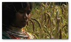 :: Pulse para Ampliar :: Captura del v&iacute;deo documental de Survival sobre los Dongria kondh: uno de los pueblos ind&iacute;genas m&aacute;s remotos de la India en lucha por evitar que su monta&ntilde;a sagrada sea convertida en una mina descubierta propiedad de Vedanta.