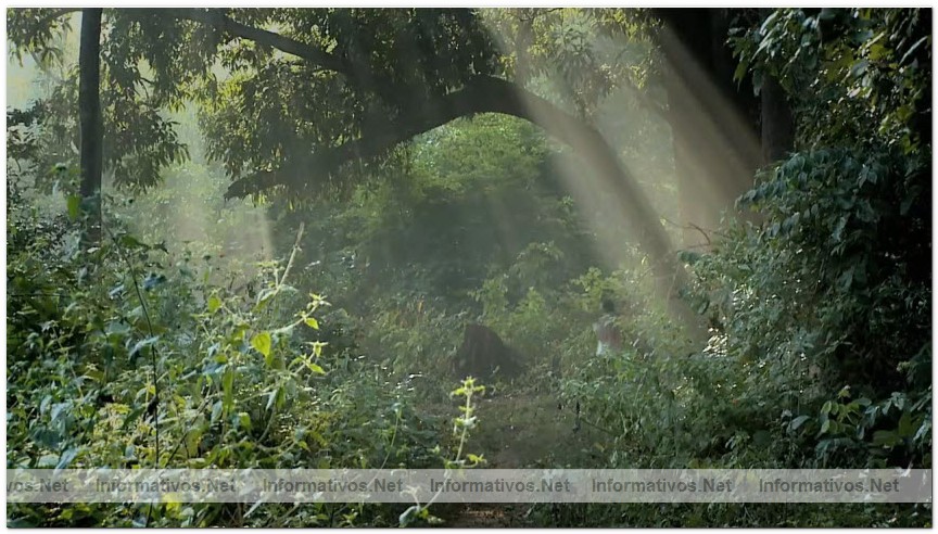 Captura del v�deo documental de Survival sobre los Dongria kondh: uno de los pueblos ind�genas m�s remotos de la India en lucha por evitar que su monta�a sagrada sea convertida en una mina descubierta propiedad de Vedanta.