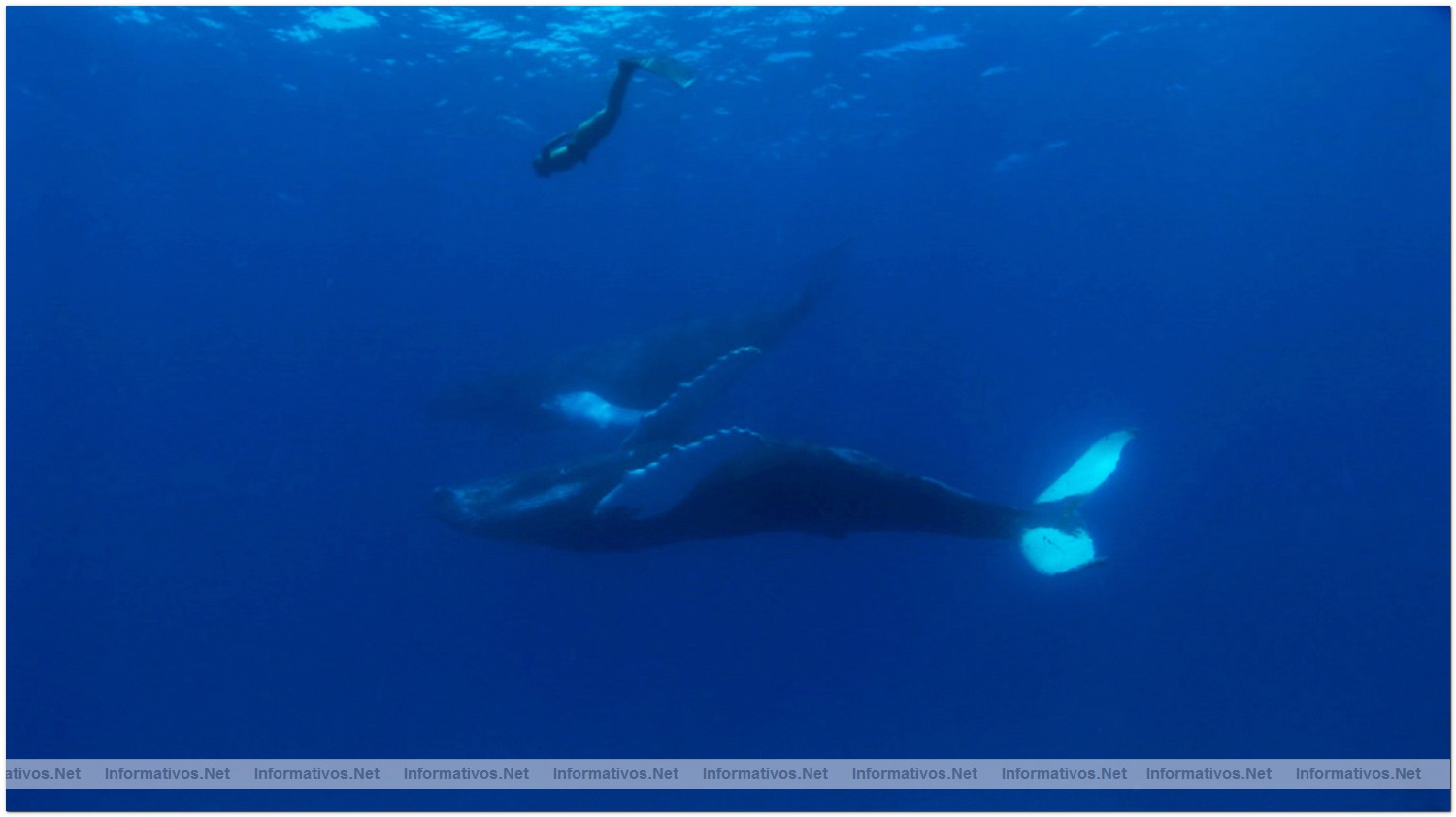 Eight time world-champion freediver Mandy Rae Cruickshank dives with a 40 foot-humpback whale that befreinded her in Silver Banks Dominican Republic during the filming of the documentary, The Cove.