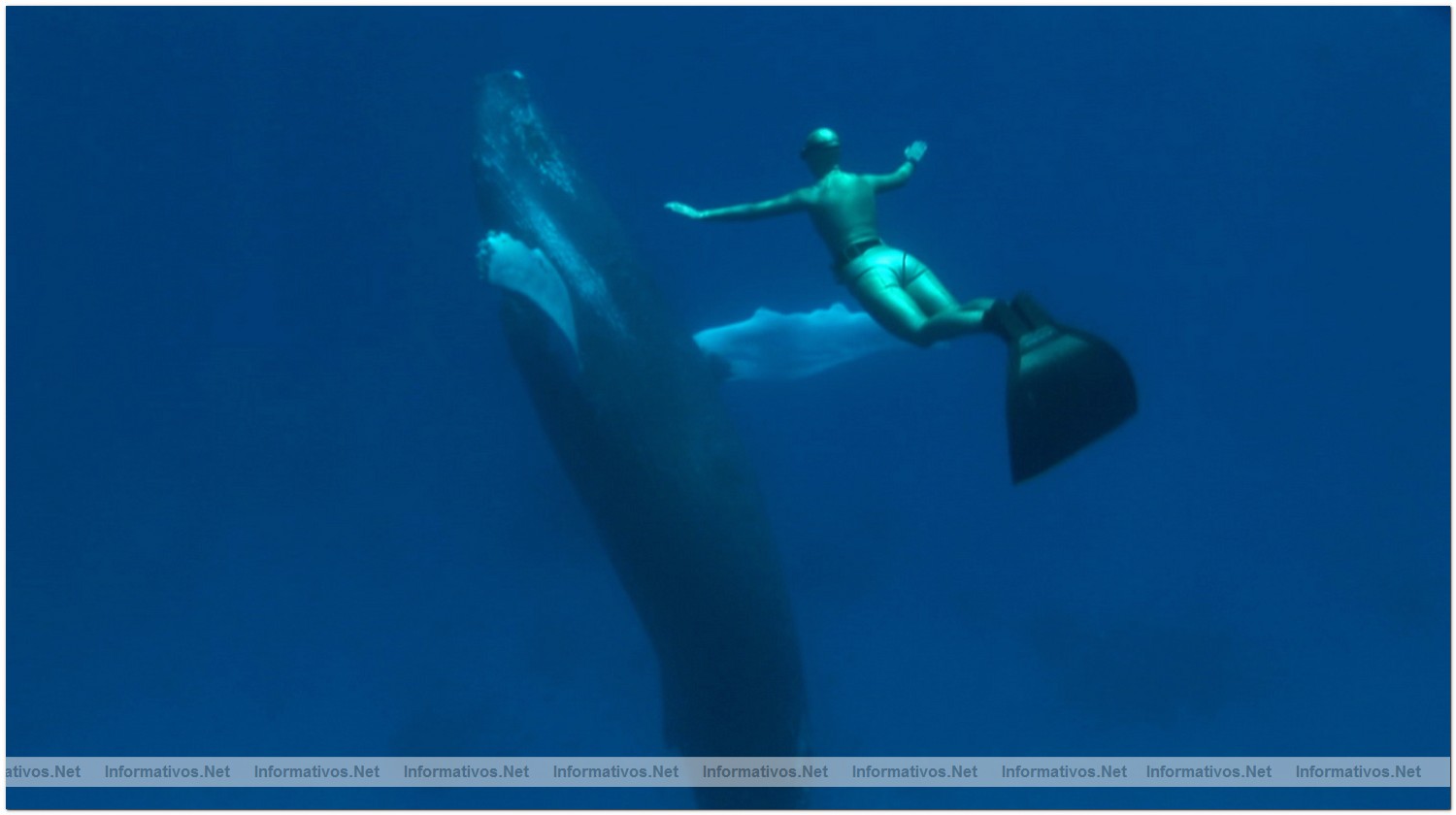 Eight time world-champion freediver Mandy Rae Cruickshank dives with a humpback whale that befreinded her during the filming of the documentary, The Cove.