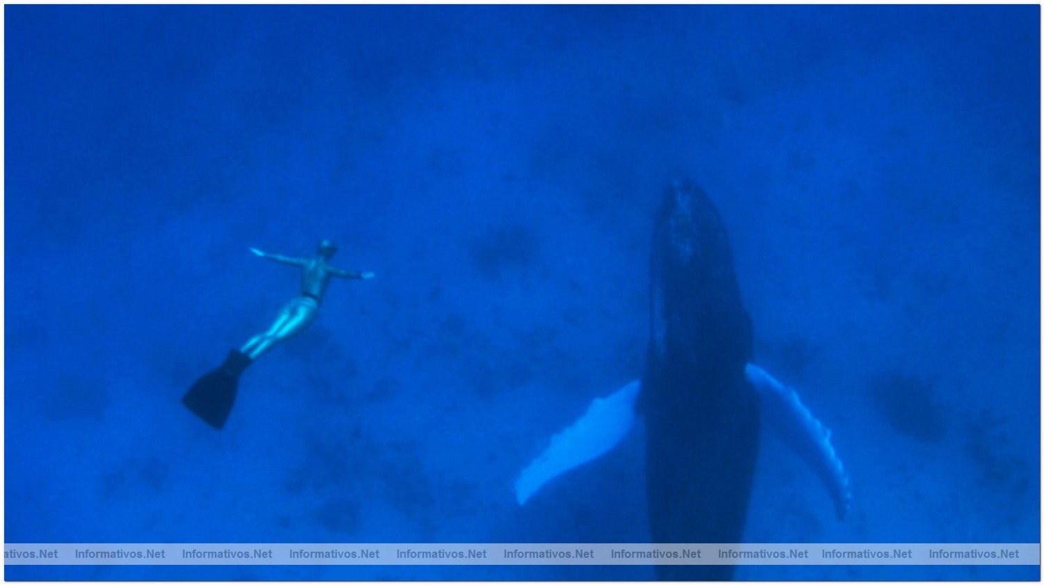 Eight time world-champion freediver Mandy Rae Cruickshank dives with a humpback whale that befreinded her in Silver Banks, Dominican Republic during the filming of the documentary, The Cove.