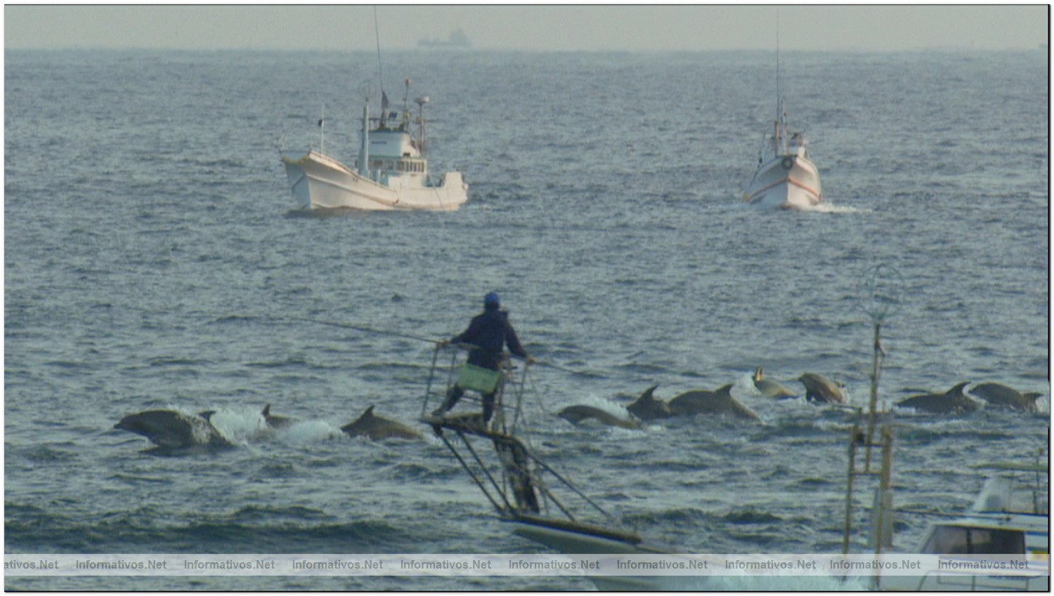Dolphin hunters off the coast of Taiji, Japan kill about 2300 dolphins yearly by driving dolphins ashore using underwater sound.  The dolphin drive, as it is called, is financed primarily through the captive dolphin industry which pays dearly for trained dolphins.