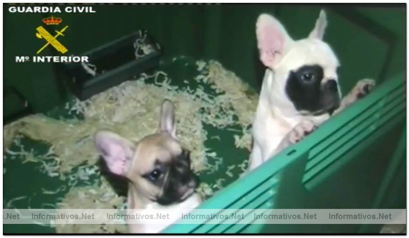 17JUL2010.- Desmantelada una red fraudulenta de venta de perros por Internet