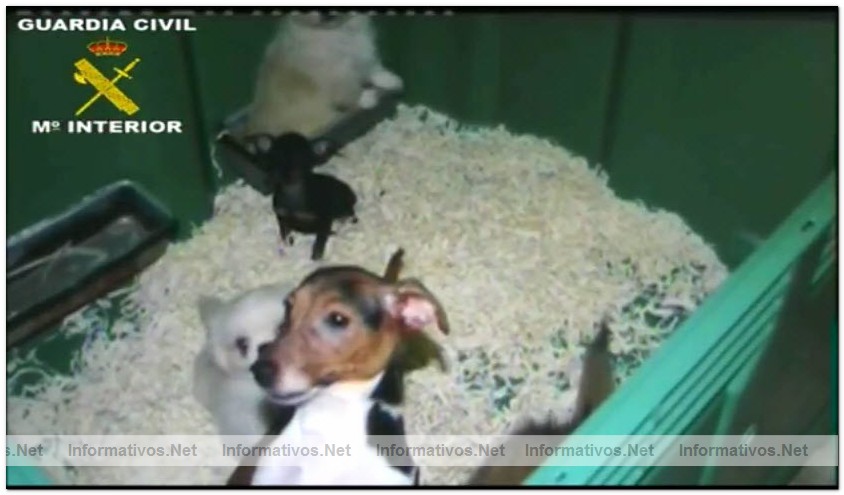 17JUL2010.- Desmantelada una red fraudulenta de venta de perros por Internet