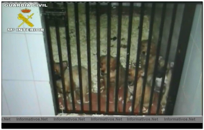 17JUL2010.- Desmantelada una red fraudulenta de venta de perros por Internet