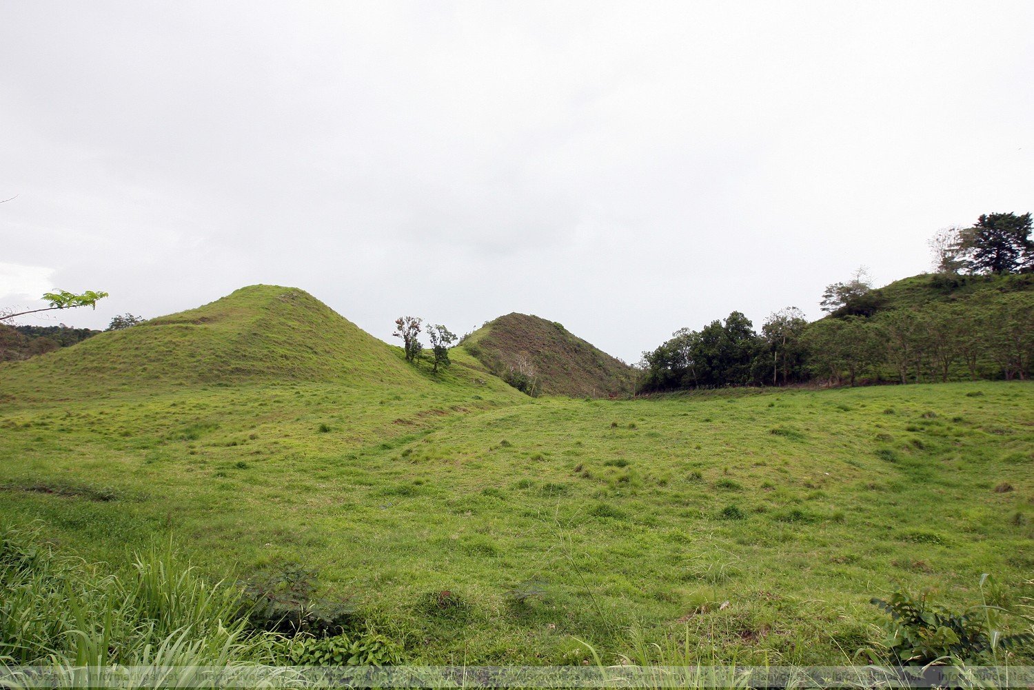 PuertoRico-MAY011.- Las extensas zonas de pasto de la isla propician la expansi�n del ganado vacuno